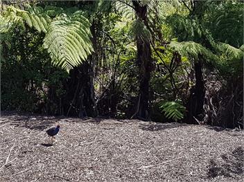 Aloha Time - Takaka
