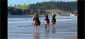 Willow Equestrian Cottage - Auckland
