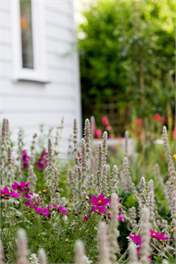 Coghill Cottage, Whitianga, Coromandel Peninsula - Whitianga