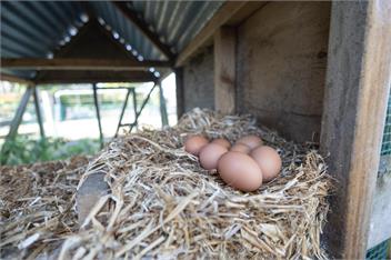The Barn and Bivvy - 