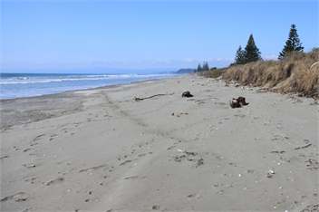 KBHH - Ohope Beachfront House - (AND1) - Ohope