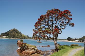 The Greenie - On the Water - Whangarei