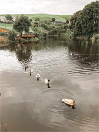 Mill Creek Cottage - Whitianga