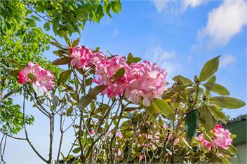 Carrington Countryside (Bachcare) - New Plymouth