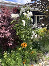 Swan Cottage - Taupo