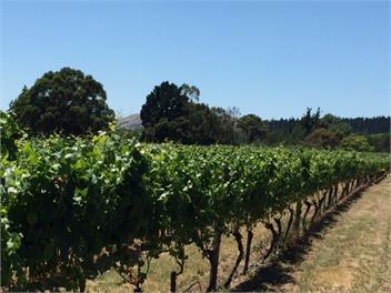 Omarere Homestead - Martinborough