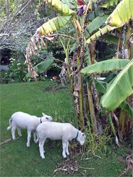 Nikau Retreat - New Plymouth