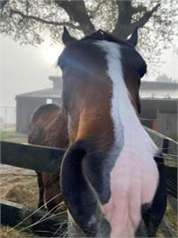 Willow Equestrian Cottage - Auckland