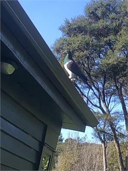 Manu bay living the dream - Raglan