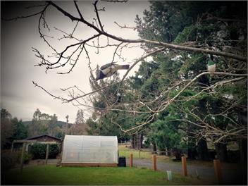 Height of Dunedin Farmstay Cottage - Dunedin
