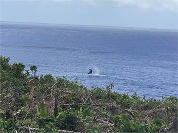 Lolani's Retreat (Niue) - Makefu