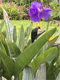Medland's Beach Hideaway - Auckland