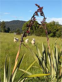 Waimanu Guest House - 