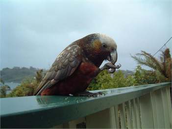 Akamoana - Stewart Island