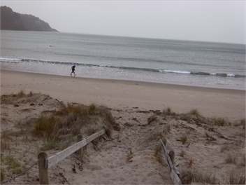 THE CROWD PLEASER - Coromandel