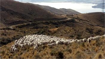 Shepherds Creek Cottage - Twizel
