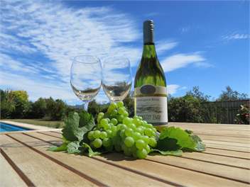 Copper Beech Vineyard - Blenheim