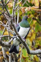 Kereru Bach - Haven by the Sea - Canterbury
