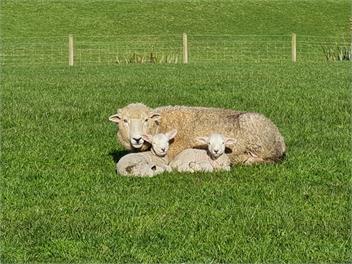 Island Bush Farmstay - Tokanui