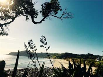 Wild Thyme at the Beach. - Whitianga