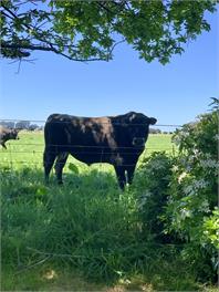 Quite Peaceful Farm Getaway - Riverton