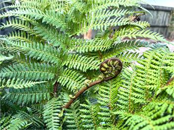 Rotorua Holiday Home - Prime Location - Garden - Rotorua