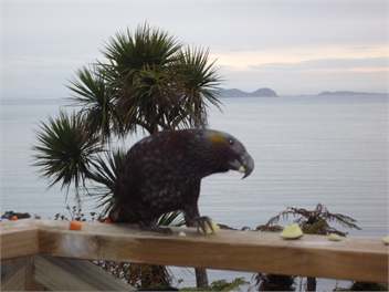 Kamahi Cottage - Halfmoon Bay