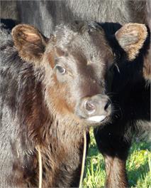 Stay On A Farm - Blue Spur Farmstay - Hokitika