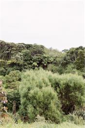 Wainui Stream Cottage - Raglan