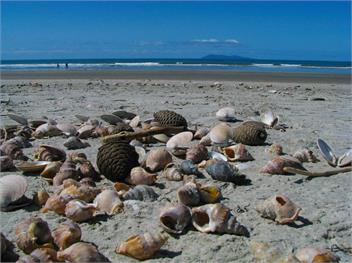 Family Fun by the Beach - Waihi Beach