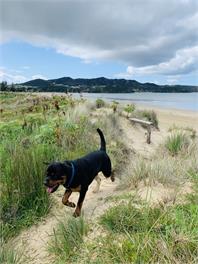 BACH 188 ON THE BEACH - northland