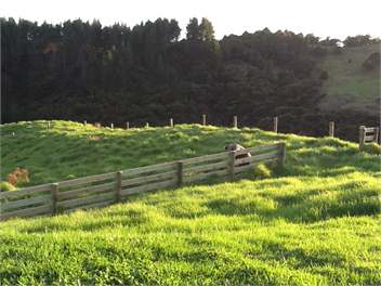 Pine View Ridge - Wellsford