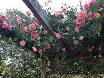 Country Bliss 1890's Cottage  - Wairarapa