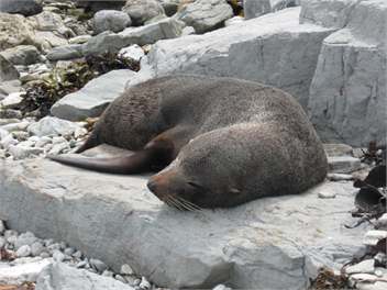 Romantic Cottage - Kaikoura