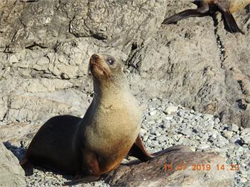 Ngawi Coastal Kiwi Bach - Ngawi