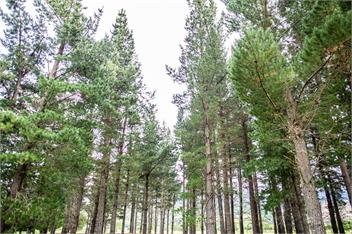 WOODBANK PARK COTTAGES - Hanmer Springs