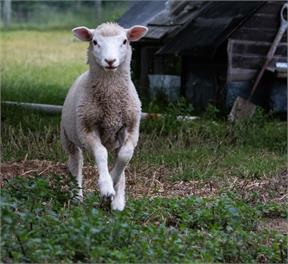 About Thyme for Sleeps and Treats Bed & Breakfast - Alexandra