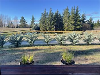Thyme Haven - Alexandra