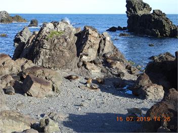 Ngawi Coastal Kiwi Bach - Ngawi