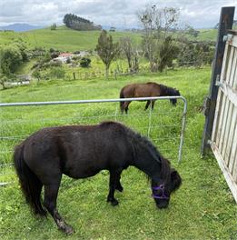 Willow Equestrian Cottage - Auckland