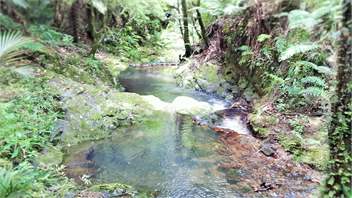 Orchard Cottage - Whangarei