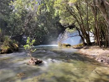 The Fidgety Fantail - Rotorua