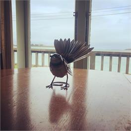 Fantail House, 33 Park Lane, Pounawea Beach, Owaka - Owaka