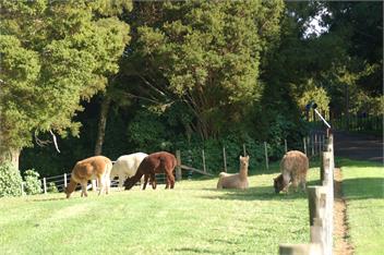 Kohinui Glade Holiday Cottage - Whangarei