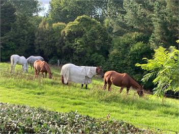 Westhay Stables (Bachcare) - Paparoa