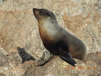 Ngawi Coastal Kiwi Bach - Ngawi