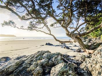 Onetangi Beach Cottage (Bachcare) - Onetangi