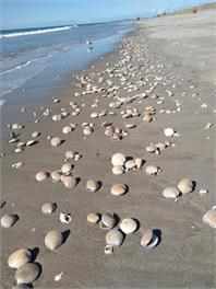 PIPI PALACE-Bach on Beach-Mt Maunganui. - TAURANGA