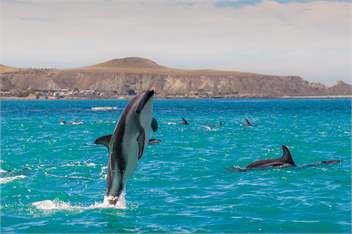 The Factory - Kaikoura