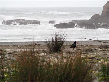 Rimu Cottage - Hydrangea cottages - Punakaiki